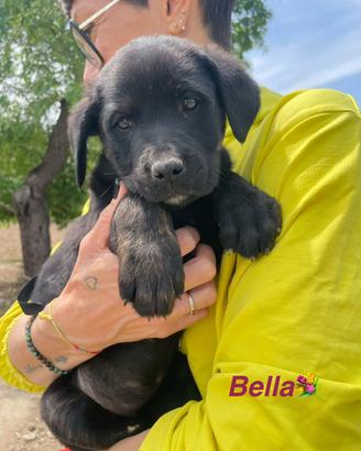 Cane mix corso /rott