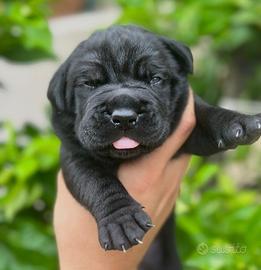 Cane corso