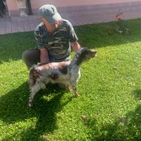 Setter Inglese