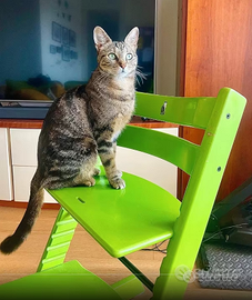 sedia Stokke Tripp Trapp Crescita progressiva