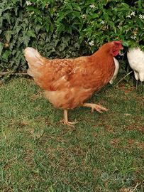 Gallina anni 2