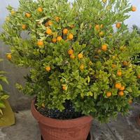 Piante di Kumquat icompreso di vaso