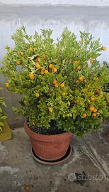 Piante di Kumquat icompreso di vaso