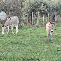 Due asini madre e figlio