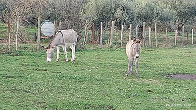 Due asini madre e figlio
