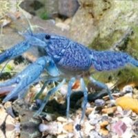 Cambarellus Diminutus-piccolo astice d'acqua dolce