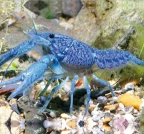 Cambarellus Diminutus-piccolo astice d'acqua dolce