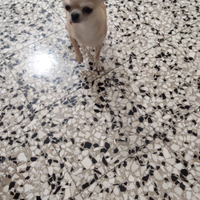 Kaj chihuahua mini Toy con pedigree