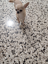 Kaj chihuahua mini Toy con pedigree