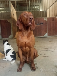 Bracco ungherese x accoppiamento