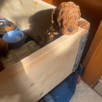 Maschietti di barboncino toy