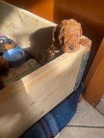 Maschietti di barboncino toy