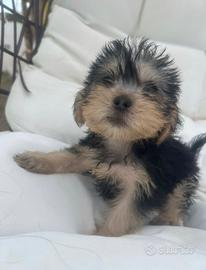 Cuccioli di Yorkshire