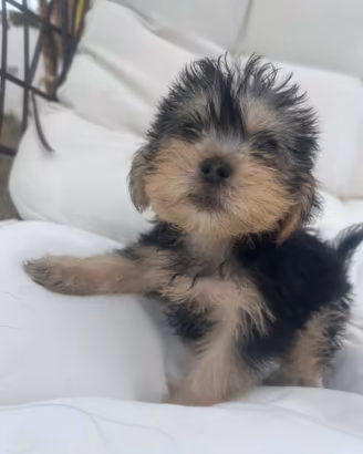 Cuccioli di Yorkshire