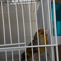 Ibrido di cardellino