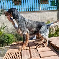 Setter Inglese