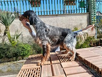 Setter Inglese
