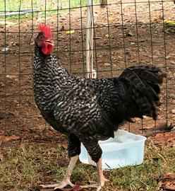 Gallo