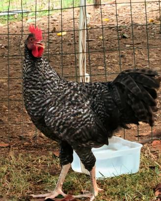 Gallo