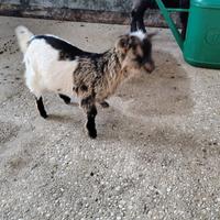 Capretta tibetana femmina