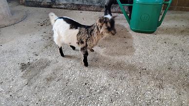 Capretta tibetana femmina