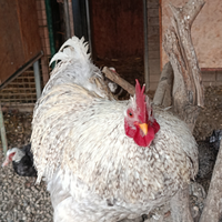 Galli cocincina Nani