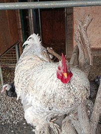 Galli cocincina Nani