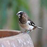 Passeri del giappone