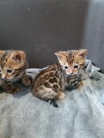 Cuccioli di Bengala pedigree aperto