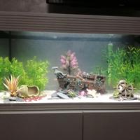 Askoll Pure Acquarium Kit LED, XL, Bianco