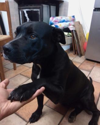 Pitbull Terrier cerc maschio per accoppiamento