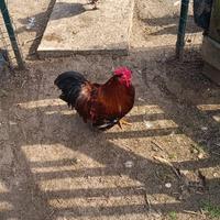 Gallo cocincina nana