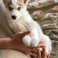 Siberian Husky con pedigree enci