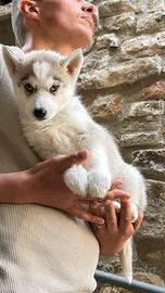 Siberian Husky con pedigree enci