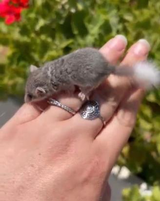 Minighiri cuccioli