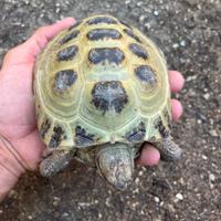 Tartaruga horsfieldi