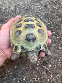 Tartaruga horsfieldi