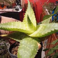 Aloe Saponaria 