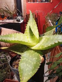 Aloe Saponaria 