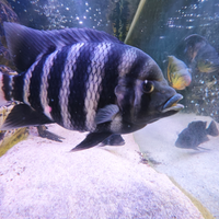 Ciclide Tilapia zebra o Heterotilapia buttikoferi