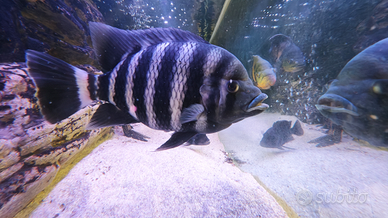 Ciclide Tilapia zebra o Heterotilapia buttikoferi
