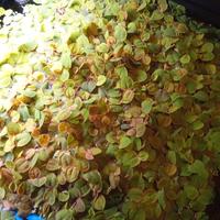 piante acquario phyllantus fluitans 