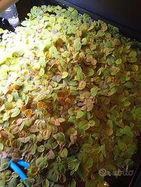 piante acquario phyllantus fluitans 