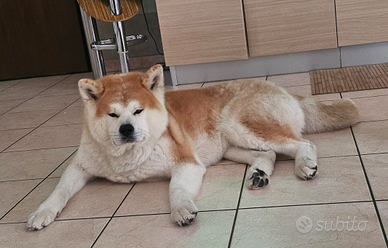Accopiamento Akita inu
