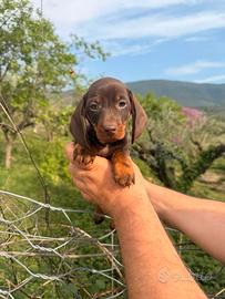 Cuccioli di bassotto cioccolato
