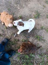 Bracco Lagotto