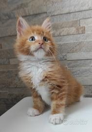 Maine Coon Red tabby