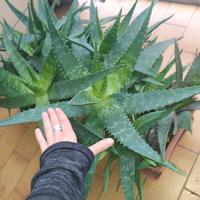 grande pianta di aloe saponaria 