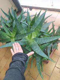 grande pianta di aloe saponaria 