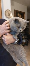 R.e.g.a.lo gatto